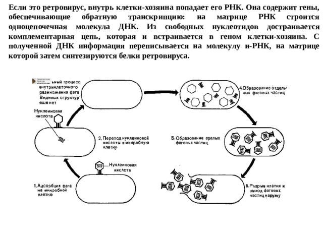 Если это ретровирус, внутрь клетки-хозяина попадает его РНК. Она содержит гены, обеспечивающие обратную транскрипцию: на матрице РНК строится одноцепочечная молекула ДНК. Из свободных нуклеотидов достраивается комплементарная цепь, которая и встраивается в геном клетки-хозяина. С полученной ДНК информация переписывается на молекулу и-РНК, на матрице которой затем синтезируются белки ретровируса. 