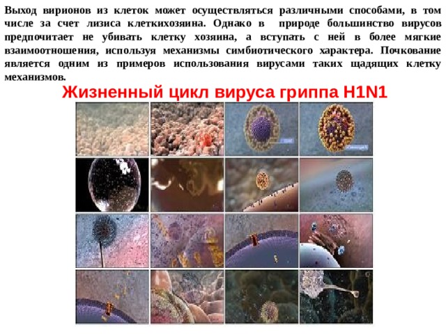 Выход вирионов из клеток может осуществляться различными способами, в том числе за счет лизиса клеткихозяина. Однако в природе большинство вирусов предпочитает не убивать клетку хозяина, а вступать с ней в более мягкие взаимоотношения, используя механизмы симбиотического характера. Почкование является одним из примеров использования вирусами таких щадящих клетку механизмов. Жизненный цикл вируса гриппа H1N1 
