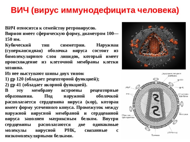 ВИЧ (вирус иммунодефицита человека) ВИЧ относится к семейству ретровирусов. Вирион имеет сферическую форму, диаметром 100—150 нм. Кубический тип симметрии. Наружная (суперкапсидная) оболочка вируса состоит из бимолекулярного слоя липидов, который имеет происхождение из клеточной мембраны клетки хозяина. Из нее выступают шипы двух типов: 1) gp 120 (обладает рецепторной функцией); 2) gp 41 (обладает якорной функцией). В эту мембрану встроены рецепторные образования. Под наружной оболочкой располагается сердцевина вируса (кор), которая имеет форму усеченного конуса. Промежуток между наружной вирусной мембраной и сердцевиной вируса заполнен матриксным белком. Внутри сердцевины располагаются две одинаковые молекулы вирусной РНК, связанные с низкомолекулярными белками. 
