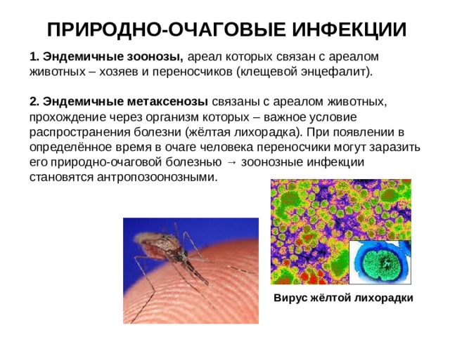 ПРИРОДНО-ОЧАГОВЫЕ ИНФЕКЦИИ  Эндемичные зоонозы, ареал которых связан с ареалом животных – хозяев и переносчиков (клещевой энцефалит). 2. Эндемичные метаксенозы связаны с ареалом животных, прохождение через организм которых – важное условие распространения болезни (жёлтая лихорадка). При появлении в определённое время в очаге человека переносчики могут заразить его природно-очаговой болезнью → зоонозные инфекции становятся антропозоонозными. Вирус жёлтой лихорадки 