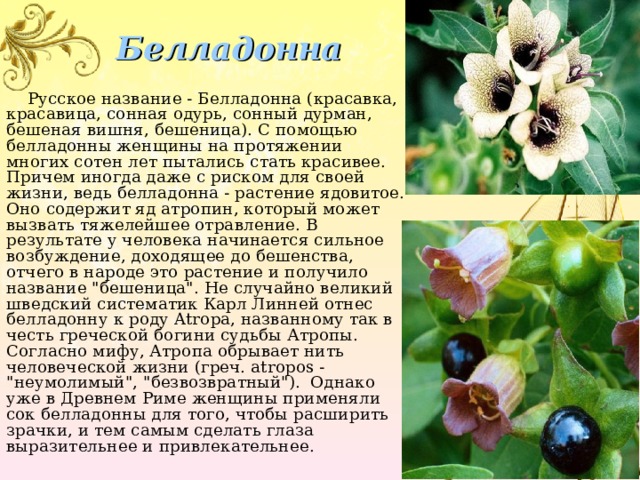 Белладонна  Русское название - Белладонна (красавка, красавица, сонная одурь, сонный дурман, бешеная вишня, бешеница). С помощью белладонны женщины на протяжении многих сотен лет пытались стать красивее. Причем иногда даже с риском для своей жизни, ведь белладонна - растение ядовитое. Оно содержит яд атропин, который может вызвать тяжелейшее отравление. В результате у человека начинается сильное возбуждение, доходящее до бешенства, отчего в народе это растение и получило название 