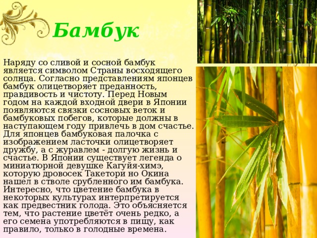 Бамбук Наряду со сливой и сосной бамбук является символом Страны восходящего солнца. Согласно представлениям японцев бамбук олицетворяет преданность, правдивость и чистоту. Перед Новым годом на каждой входной двери в Японии появляются связки сосновых веток и бамбуковых побегов, которые должны в наступающем году привлечь в дом счастье. Для японцев бамбуковая палочка с изображением ласточки олицетворяет дружбу, а с журавлем - долгую жизнь и счастье. В Японии существует легенда о миниатюрной девушке Кагуйя-химэ, которую дровосек Такетори но Окина нашел в стволе срубленного им бамбука. Интересно, что цветение бамбука в некоторых культурах интерпретируется как предвестник голода. Это объясняется тем, что растение цветёт очень редко, а его семена употребляются в пищу, как правило, только в голодные времена. 