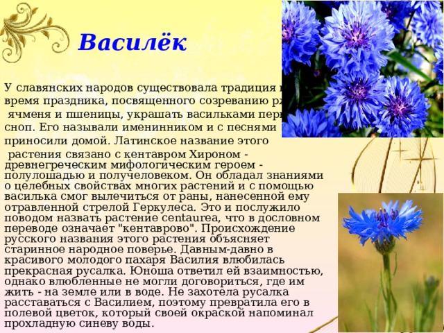 Василёк У славянских народов существовала традиция во время праздника, посвященного созреванию ржи,  ячменя и пшеницы, украшать васильками первый сноп. Его называли именинником и с песнями приносили домой. Латинское название этого  растения связано с кентавром Хироном - древнегреческим мифологическим героем - полулошадью и получеловеком. Он обладал знаниями о целебных свойствах многих растений и с помощью василька смог вылечиться от раны, нанесенной ему отравленной стрелой Геркулеса. Это и послужило поводом назвать растение centaurea, что в дословном переводе означает 