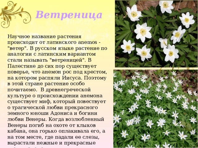 Ветреница Научное название растения происходит от латинского anemos - 