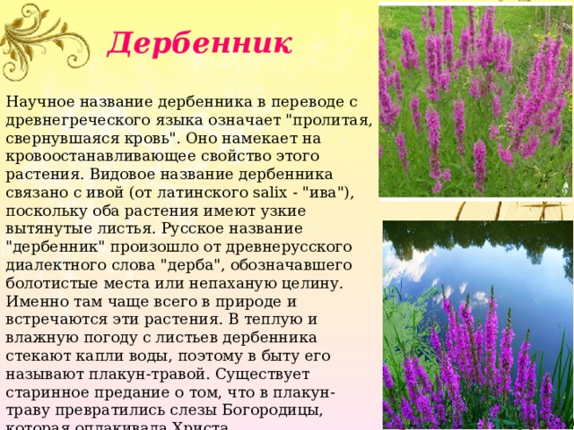 Дербенник Научное название дербенника в переводе с древнегреческого языка означает 