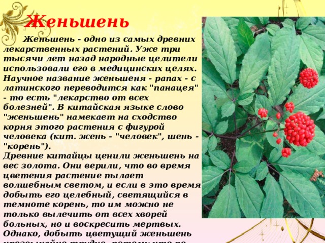 Женьшень  Женьшень - одно из самых древних лекарственных растений. Уже три тысячи лет назад народные целители использовали его в медицинских целях. Научное название женьшеня - panax - с латинского переводится как 