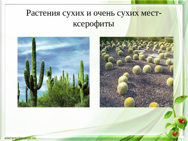 Растения сухих и очень сухих мест-  ксерофиты  