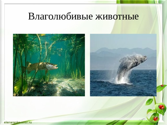 Влаголюбивые животные 