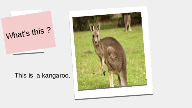 What’s this ? This is a kangaroo. 