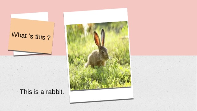 What ‘s this ? This is a rabbit. 