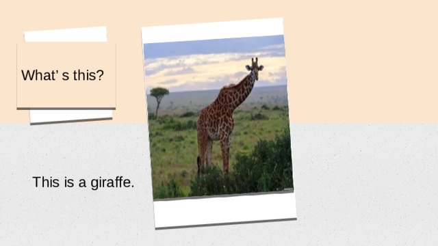 What’ s this? This is a giraffe. 