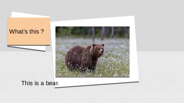 What’s this ? This is a bear. 