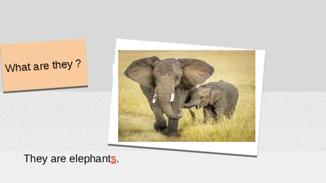 What are they ? They are elephant s . 