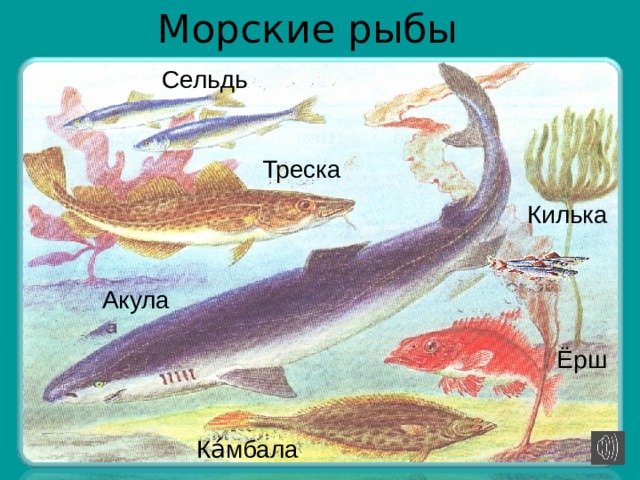 Морские рыбы Сельдь Треска Килька Акула Ёрш Ка́мбала 