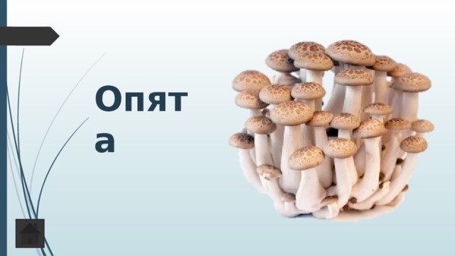 Опята 