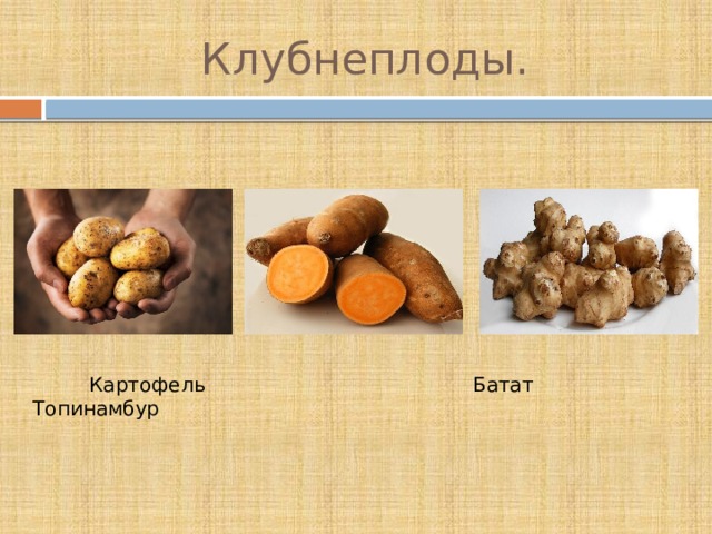 Клубнеплоды.  Картофель  Батат  Топинамбур  