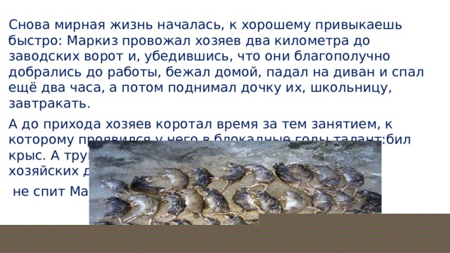 Снова мирная жизнь началась, к хорошему привыкаешь быстро: Маркиз провожал хозяев два километра до заводских ворот и, убедившись, что они благополучно добрались до работы, бежал домой, падал на диван и спал ещё два часа, а потом поднимал дочку их, школьницу, завтракать. А до прихода хозяев коротал время за тем занятием, к которому проявился у него в блокадные годы талант:бил крыс. А трупики, числом в три-четыре десятка,возле хозяйских дверей выкладывал, чтоб знали:  не спит Маркиз, на службе кошачьей находится. 