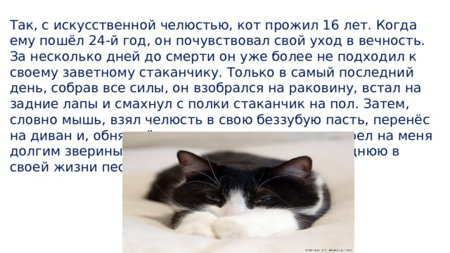 Так, с искусственной челюстью, кот прожил 16 лет. Когда ему пошёл 24-й год, он почувствовал свой уход в вечность. За несколько дней до смерти он уже более не подходил к своему заветному стаканчику. Только в самый последний день, собрав все силы, он взобрался на раковину, встал на задние лапы и смахнул с полки стаканчик на пол. Затем, словно мышь, взял челюсть в свою беззубую пасть, перенёс на диван и, обняв её передними лапами, посмотрел на меня долгим звериным взглядом, промурлыкал последнюю в своей жизни песенку и ушел навсегда.  