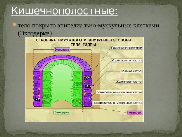 Кишечнополостные:   тело покрыто эпителиально-мускульные клетками (Эктодерма) 