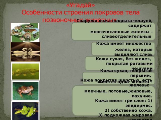   «Угадай»  Особенности строения покровов тела позвоночных животных Снаружи кожа покрыта чешуей, содержит многочисленные железы – слизеотделительные и ядоотделительные    Кожа имеет множество желез, которые выделяют слизь Кожа сухая, без желез,  покрытая роговыми чешуями Кожа сухая, покрытая перьями, имеется одна железа – копчиковая  Кожа покрытая шерстью, есть железы: млечные, потовые,жировые, пахучие.  Кожа имеет три слоя: 1) эпидермис.  2) собственно кожа.  3) подкожная жировая клетчатка  