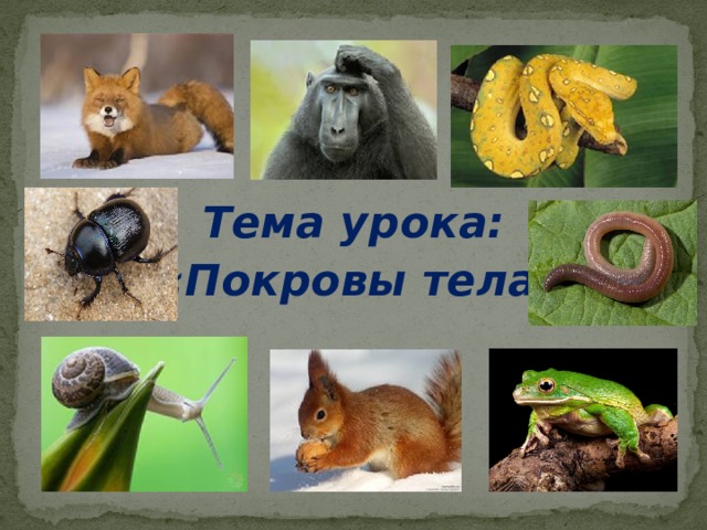 Тема урока:  «Покровы тела» 