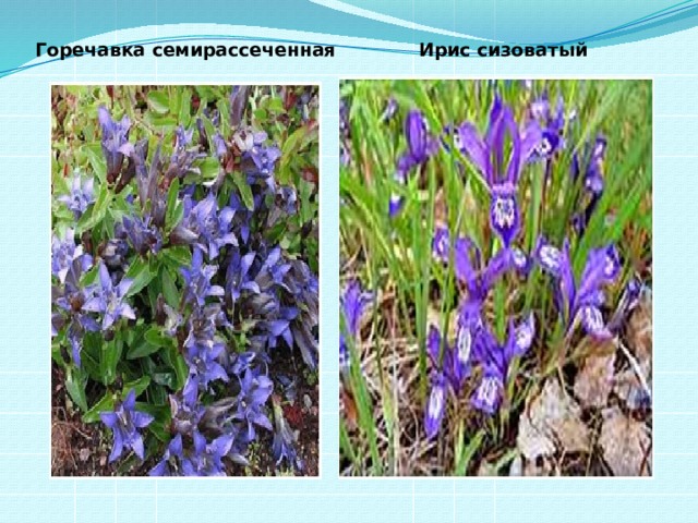 Горечавка семирассеченная Ирис сизоватый 