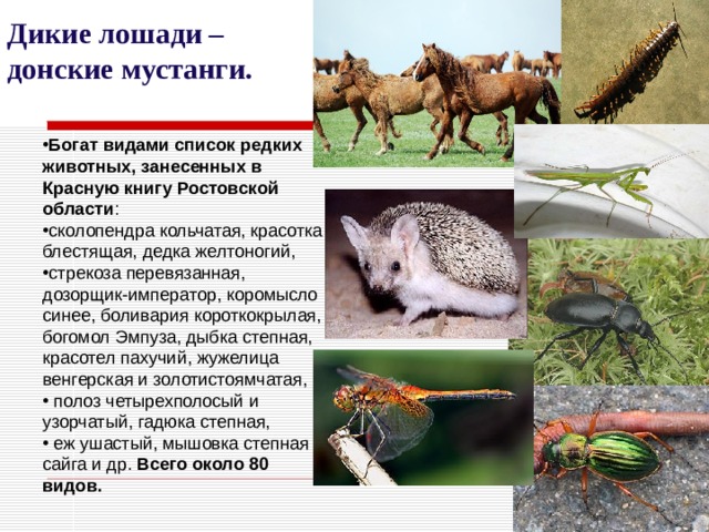 Дикие лошади – донские мустанги. Богат видами список редких животных, занесенных в Красную книгу Ростовской области : сколопендра кольчатая, красотка блестящая, дедка желтоногий, стрекоза перевязанная, дозорщик-император, коромысло синее, боливария короткокрылая, богомол Эмпуза, дыбка степная, красотел пахучий, жужелица венгерская и золотистоямчатая,  полоз четырехполосый и узорчатый, гадюка степная,  еж ушастый, мышовка степная сайга и др. Всего около 80 видов. 