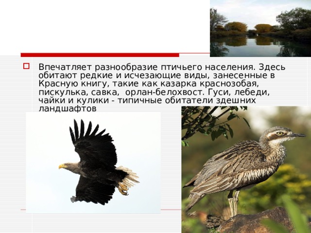 Впечатляет разнообразие птичьего населения. Здесь обитают редкие и исчезающие виды, занесенные в Красную книгу, такие как казарка краснозобая, пискулька, савка,  орлан-белохвост. Гуси, лебеди, чайки и кулики - типичные обитатели здешних ландшафтов 