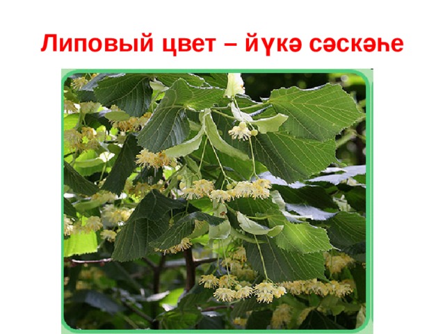 Липовый цвет – йүкә сәскәһе 