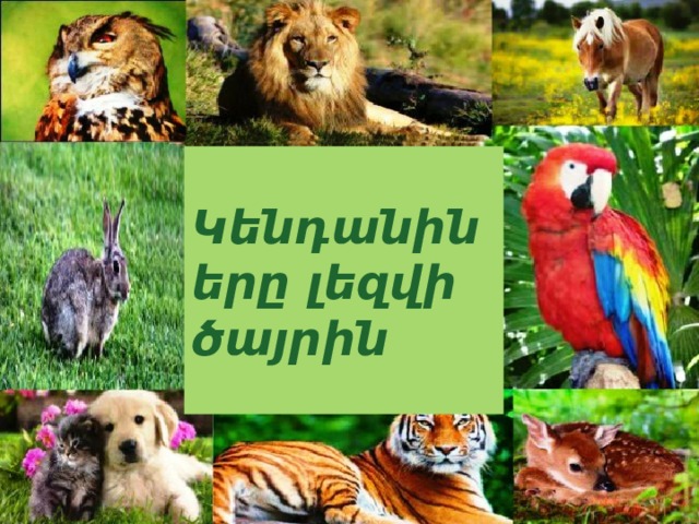  Կենդանիները լեզվի ծայրին  