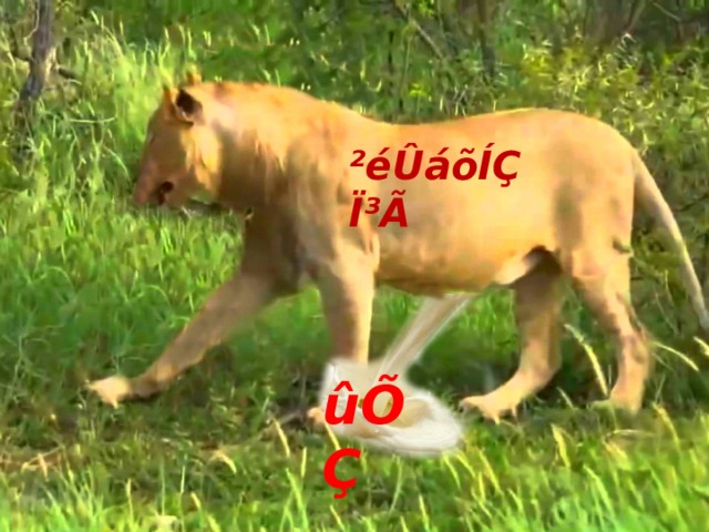²éÛáõÍÇ Ï³Ã ûÕÇ 