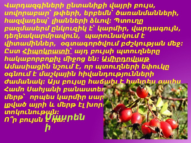 Վարդազգիների ընտանիքի վայրի բույս, սովորաբար՝ թփերի, երբեմն՝ ծառանմանների, հազվադեպ՝ լիանների ձևով: Պտուղը բազմասերմ ընկուզիկ է՝ կարմիր, վարդագույն, դեղնակարմրավուն, պարունակում է վիտամիններ, օգտագործվում բժշկության մեջ: Ըստ Հիպոկրատի՝ այդ բույսի պտուղները հակաբորբոքիչ միջոց են: Ամիրդովլաթ Ամասիացին նշում է, որ պտուղների եփուկը օգնում է մաշկային հիվանդությունների ժամանակ: Այս բույսը հաճախ է հանդես գալիս Համո Սահյանի բանաստեղծություններում՝ մերթ՝ որպես կարմիր սարսուռ, մերթ՝իբրև լքված այրի և մերթ էլ խորհրդանիշն է տոկունութան: Ո՞ր բույսն է դա: Մասրենի 
