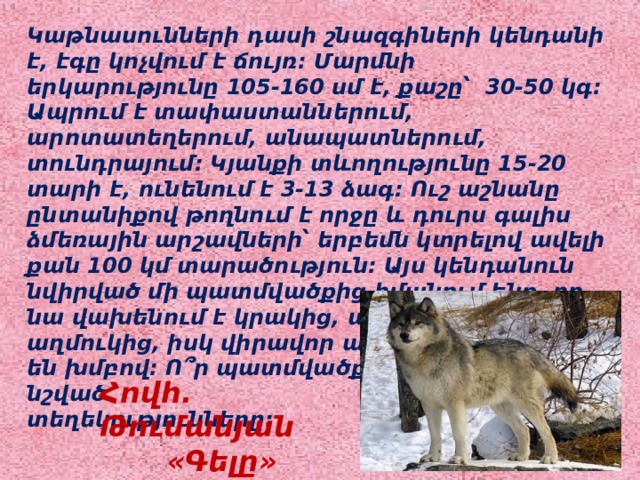 Կաթնասունների դասի շնազգիների կենդանի է, էգը կոչվում է ճույռ: Մարմնի երկարությունը 105-160 սմ է, քաշը՝ 30-50 կգ: Ապրում է տափաստաններում, արոտատեղերում, անապատներում, տունդրայում: Կյանքի տևողությունը 15-20 տարի է, ունենում է 3-13 ձագ: Ուշ աշնանը ընտանիքով թողնում է որջը և դուրս գալիս ձմեռային արշավների՝ երբեմն կտրելով ավելի քան 100 կմ տարածություն: Այս կենդանուն նվիրված մի պատմվածքից իմանում ենք, որ նա վախենում է կրակից, պարանից ու աղմուկից, իսկ վիրավոր անդամին հոշոտում են խմբով: Ո՞ր պատմվածքում են հաղորդվում նշված տեղեկությունները: Հովհ. Թումանյան «Գելը» 