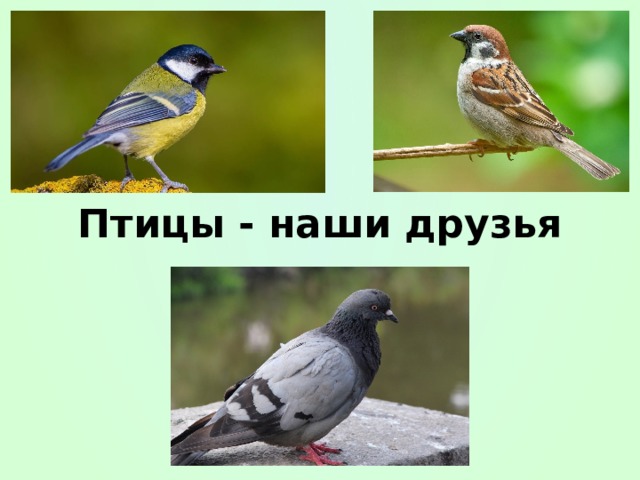 Птицы - наши друзья 