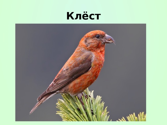 Клёст 