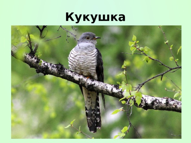 Кукушка 