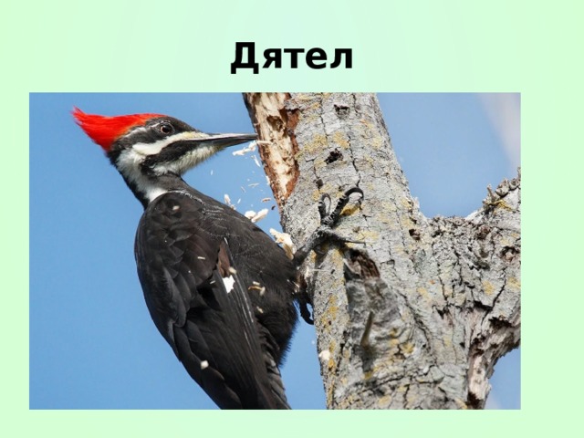 Дятел 