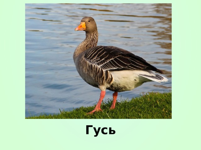 Гусь 