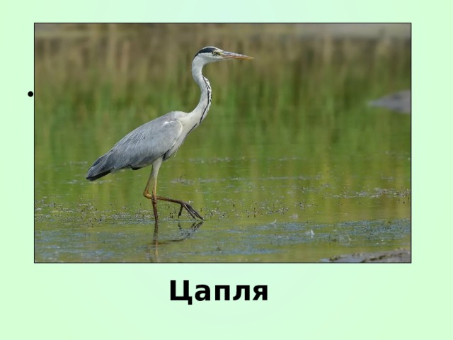 Ц Цапля 