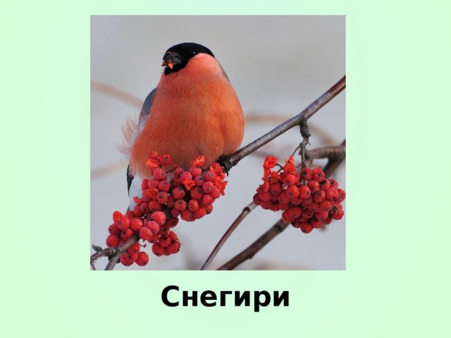 Снегири 