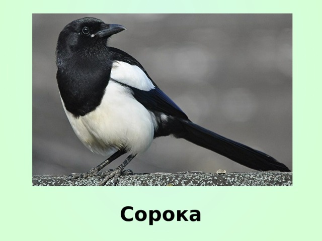 Сорока 