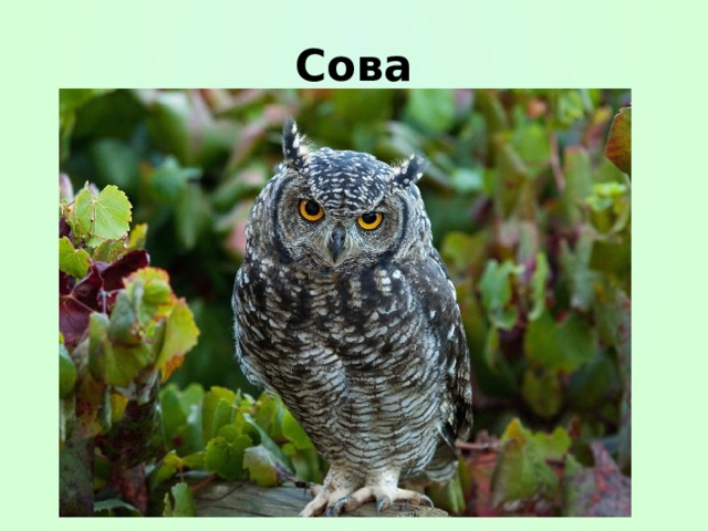 Сова 