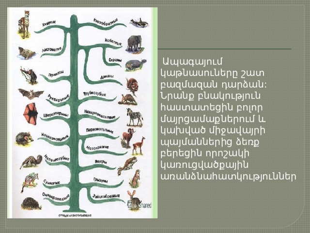  Ապագայում կաթնասուները շատ բազմազան դարձան: Նրանք բնակություն հաստատեցին բոլոր մայրցամաքներում և կախված միջավայրի պայմաններից ձեռք բերեցին որոշակի կառուցվածքային առանձնահատկություններ 
