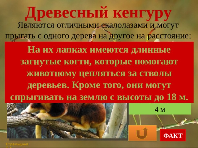 Древесный кенгуру Являются отличными скалолазами и могут прыгать с одного дерева на другое на расстояние: На их лапках имеются длинные загнутые когти, которые помогают животному цепляться за стволы деревьев. Кроме того, они могут спрыгивать на землю с высоты до 18 м. 15 м 9 м 4 м ФАКТ Стрельцова Т.А. 