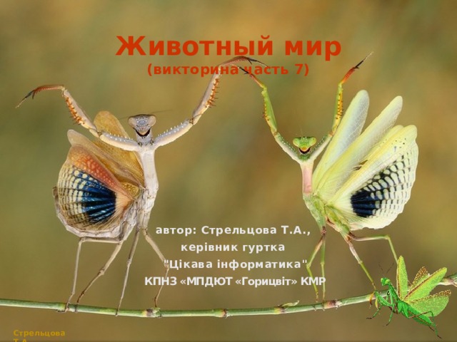 Животный мир  (викторина часть 7) автор: Стрельцова Т.А., керівник гуртка 