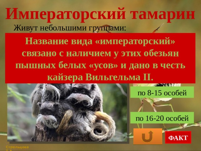 Императорский тамарин Живут небольшими группами: Название вида «императорский» связано с наличием у этих обезьян пышных белых «усов» и дано в честь кайзера Вильгельма ІІ. по 20-30 особей по 8-15 особей по 16-20 особей ФАКТ Стрельцова Т.А. 