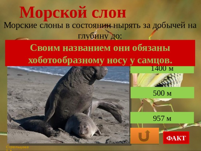Морской слон Морские слоны в состоянии нырять за добычей на глубину до: Своим названием они обязаны хоботообразному носу у самцов. 1400 м 500 м 957 м ФАКТ Стрельцова Т.А. 
