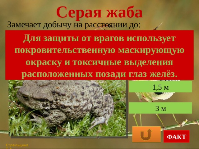 Серая жаба Замечает добычу на расстоянии до: Для защиты от врагов использует покровительственную маскирующую окраску и токсичные выделения расположенных позади глаз желёз. 35 см 1,5 м 3 м ФАКТ Стрельцова Т.А. 