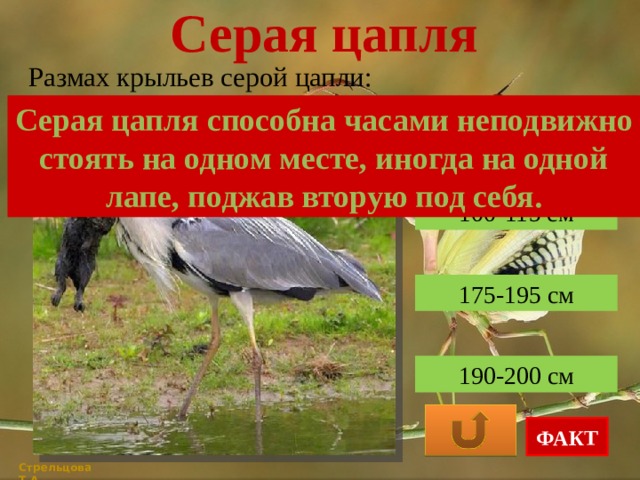 Серая цапля Размах крыльев серой цапли: Серая цапля способна часами неподвижно стоять на одном месте, иногда на одной лапе, поджав вторую под себя. 100-115 см 175-195 см 190-200 см ФАКТ Стрельцова Т.А. 
