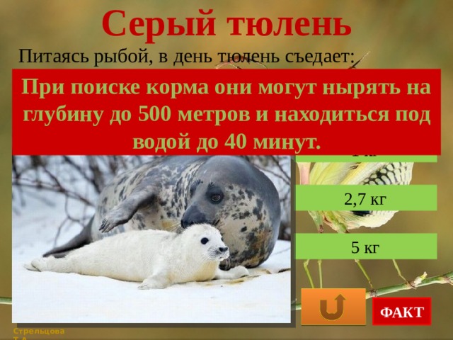 Серый тюлень Питаясь рыбой, в день тюлень съедает: При поиске корма они могут нырять на глубину до 500 метров и находиться под водой до 40 минут. 1 кг 2,7 кг 5 кг ФАКТ Стрельцова Т.А. 